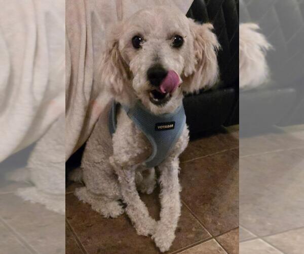 Medium Photo #4 Poodle (Miniature) Puppy For Sale in San Antonio, TX, USA