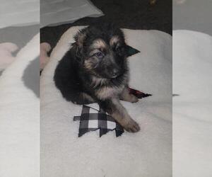German Shepherd Dog Puppy for sale in BRISTOL, CT, USA