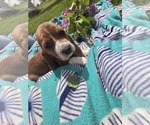 Puppy Belle Basset Hound