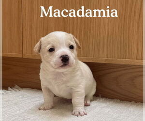 Boston Huahua Dogs for adoption in Bellevue, WA, USA