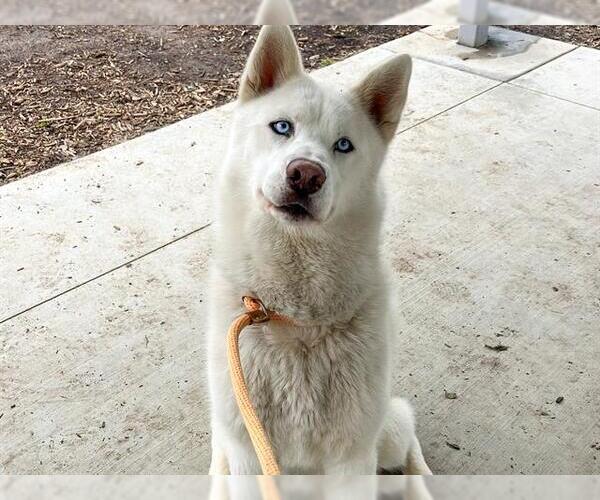 Medium Photo #2 Siberian Husky Puppy For Sale in Orange, CA, USA