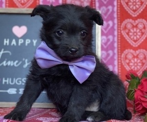 Cocker Spaniel-Schipperke Mix Puppy for sale in LANCASTER, PA, USA
