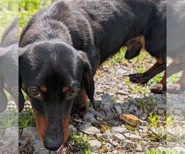 Medium Photo #9 Dachshund Puppy For Sale in Shelbyville, TN, USA
