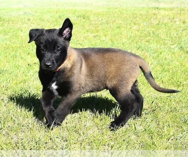 Medium Photo #1 Belgian Malinois Puppy For Sale in LA PINE, OR, USA