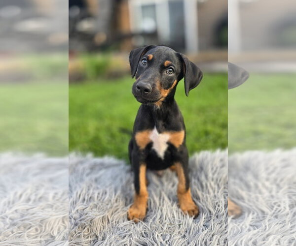Medium Photo #2 Doberman Pinscher-Unknown Mix Puppy For Sale in Minneaoplis, MN, USA