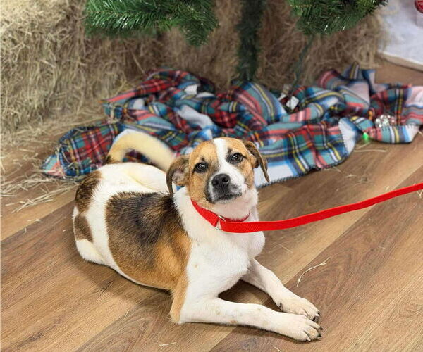 Medium Photo #1 Jack Russell Terrier-Unknown Mix Puppy For Sale in Princeton, MN, USA