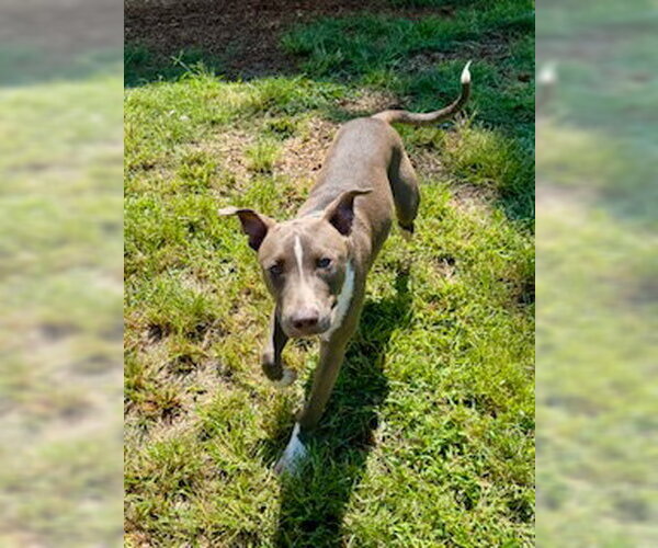 Medium Photo #1 Mutt Puppy For Sale in Sparta, TN, USA