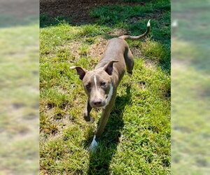Mutt Dogs for adoption in Sparta, TN, USA