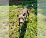 Small Mutt