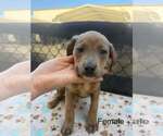 Small #1 Labrador Retriever Mix