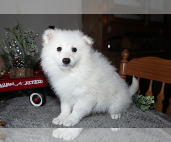 Medium Photo #18 Miniature American Eskimo Puppy For Sale in GENEVA, IN, USA