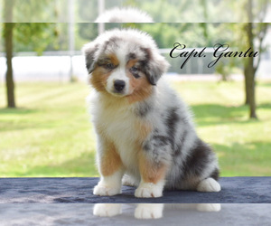 Australian Shepherd Puppy for sale in EASTON, MO, USA