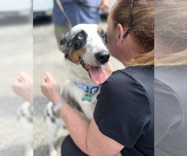 Medium Photo #1 Mutt Puppy For Sale in Houston, TX, USA