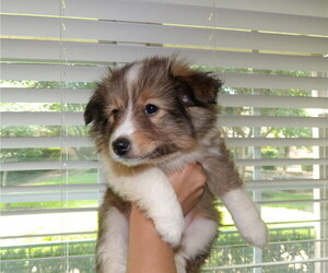 Shetland Sheepdog Puppy for sale in DALLAS, TX, USA