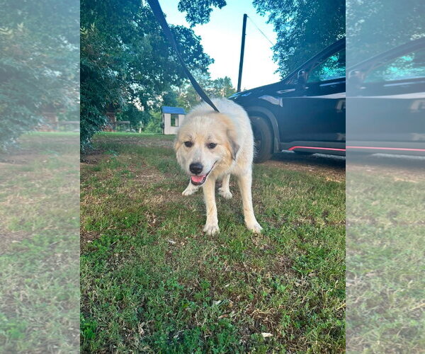 Medium Photo #3 Great Pyrenees Puppy For Sale in Holly Springs, NC, USA