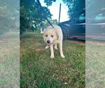 Small #2 Great Pyrenees
