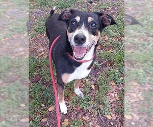 German Shepherd Dog-Unknown Mix Dogs for adoption in Fort Lauderdale, FL, USA