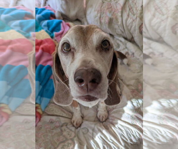 Medium Photo #3 Beagle Puppy For Sale in Dunnellon, FL, USA