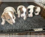 Small Photo #1 Jack Russell Terrier Puppy For Sale in BROOKER, FL, USA