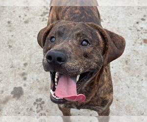 Mutt Dogs for adoption in Tulsa, OK, USA