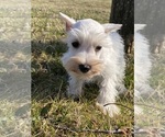 Small Photo #3 Schnauzer (Miniature) Puppy For Sale in CANOGA, NY, USA