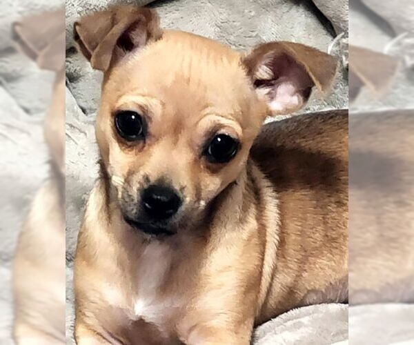 Medium Photo #6 Chihuahua Puppy For Sale in Tustin, CA, USA