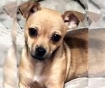 Small #5 Chihuahua