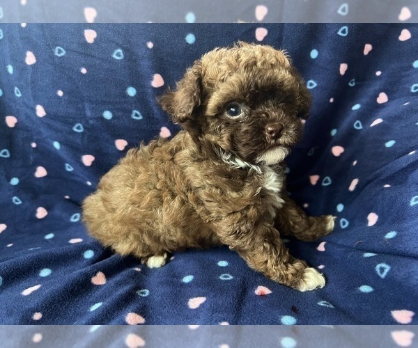 Medium Photo #1 Poodle (Toy) Puppy For Sale in Lexington, NC, USA