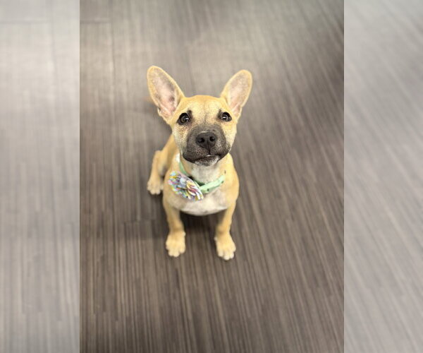 Medium Photo #1 German Shepherd Dog-Unknown Mix Puppy For Sale in Phoenix, AZ, USA