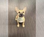 Boba - Male German Shepherd Dog-Unknown Mix Dog for Adoption - Small photo