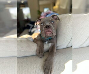 American Pit Bull Terrier-Unknown Mix Dogs for adoption in Tenafly, NJ, USA