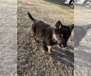 German Shepherd Dog Puppy for sale in JOSHUA, TX, USA
