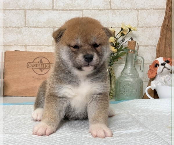 Medium Photo #7 Shiba Inu Puppy For Sale in LOS ANGELES, CA, USA