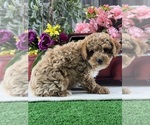 Small Photo #5 Poodle (Toy) Puppy For Sale in CANOGA, NY, USA