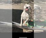 Small American Staffordshire Terrier Mix