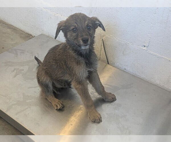 Medium Photo #1 Mutt Puppy For Sale in Corona, CA, USA