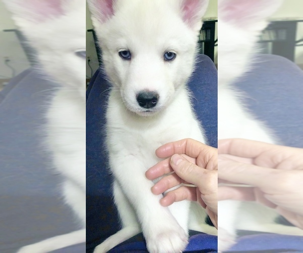 Medium Photo #2 Siberian Husky Puppy For Sale in WESTHAMPTON, MA, USA