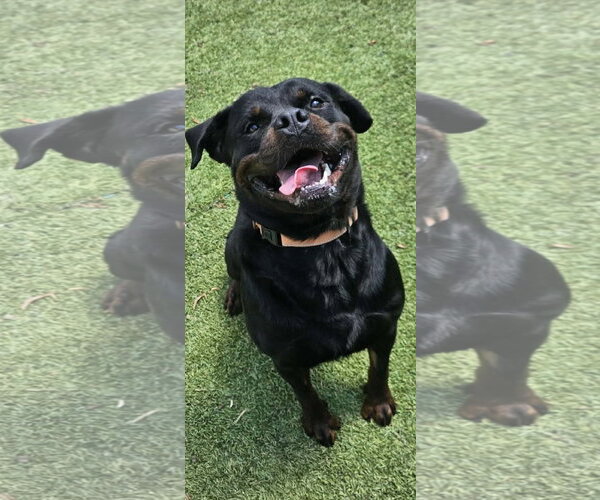 Medium Photo #7 Rottweiler Puppy For Sale in Mooresville, NC, USA