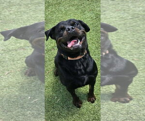 Bane - Male Rottweiler Dog for Adoption - Photo #7