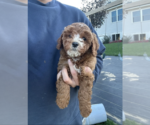 Medium Photo #3 Goldendoodle (Miniature) Puppy For Sale in MILWAUKEE, WI, USA