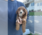 Small #2 Goldendoodle (Miniature)