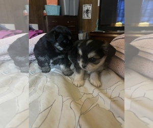 Shih Tzu Puppy for sale in SCHENECTADY, NY, USA