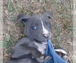 Small Photo #9 American Pit Bull Terrier Puppy For Sale in DELAWARE, OH, USA