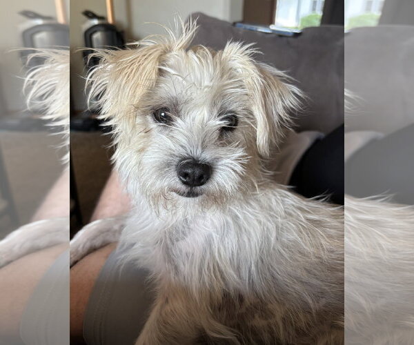 Medium Photo #6 Cairn Terrier-Unknown Mix Puppy For Sale in St. Louis Park, MN, USA