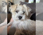 Small #5 Cairn Terrier Mix