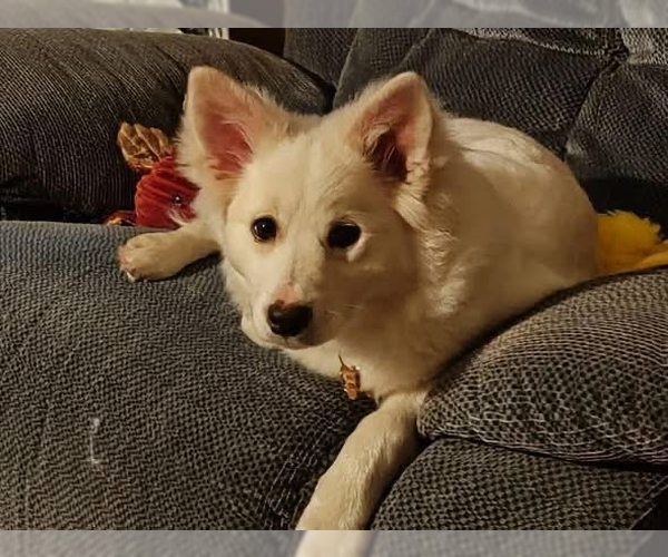 Medium Photo #3 American Eskimo Dog-Unknown Mix Puppy For Sale in Springdale, PA, USA