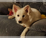 Small #2 American Eskimo Dog Mix