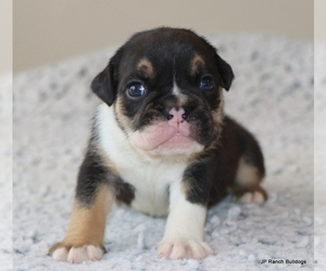 Bulldog Puppy for Sale in WINNSBORO, Texas USA