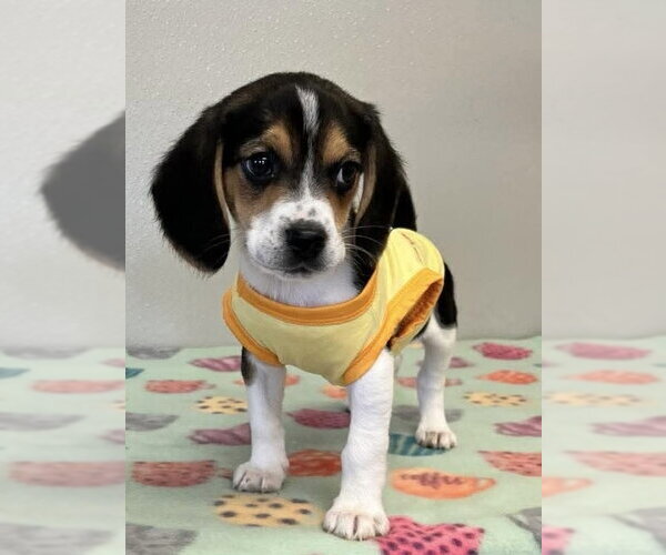 Medium Photo #4 Beagle Puppy For Sale in Osgood, IN, USA