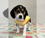 Small #3 Beagle